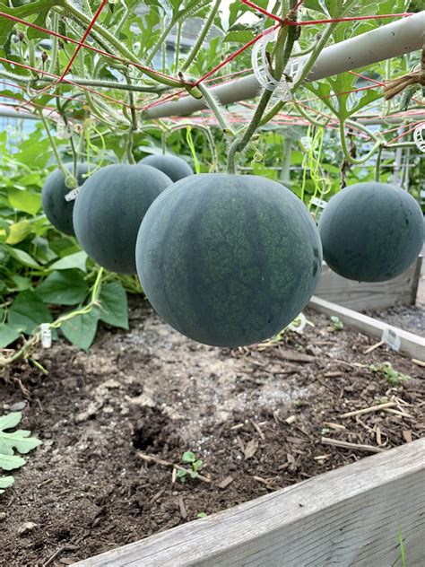 Watermelon 🍉 Trellis. My watermelon trellis worked really well this summer. Build out of 1/2 ...