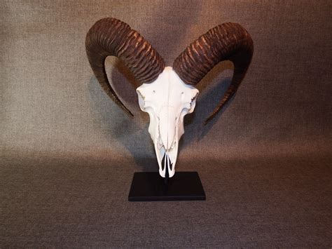 Mouflon skull | Carnero