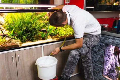 How To Clean A Fish Tank The Right Way: Maintenance And Upkeep