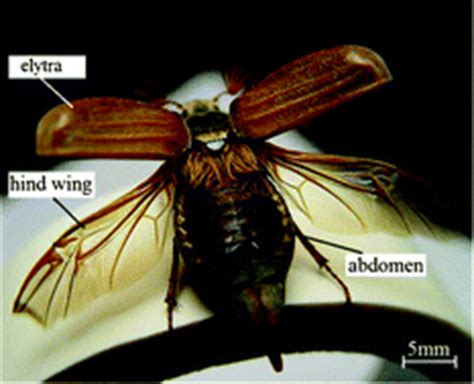 Beetle Wings Anatomy