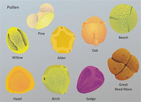 Pollen - types | Illustration by Karen Nichols | Wessex Archaeology | Flickr