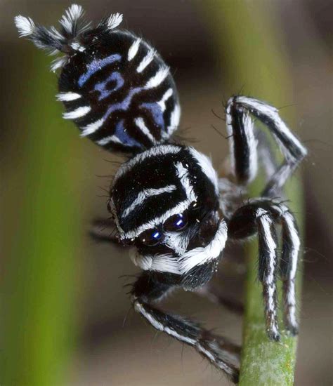 Unveiling two astonishingly unique spiders recently identified as ...