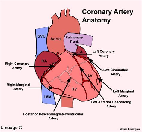 Coronary Artery Anatomy - Cardiovascular - Medbullets Step 1