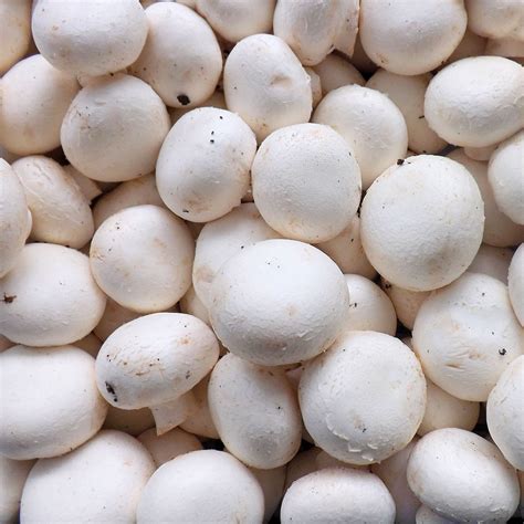 White Button Mushrooms - Bulk Seconds/Opens for Soups and Canning - Honeymoon Farm