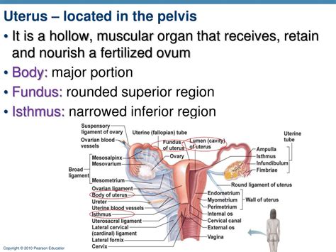 Anatomy Of Male And Female Reproductive System Ppt ~ Buy 10 Pack | Bodenewasurk