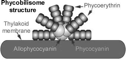 Schematic structure of the phycobilisome attached to the outer surface... | Download Scientific ...