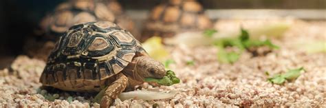 Foods Reptiles Should Avoid | Hartz