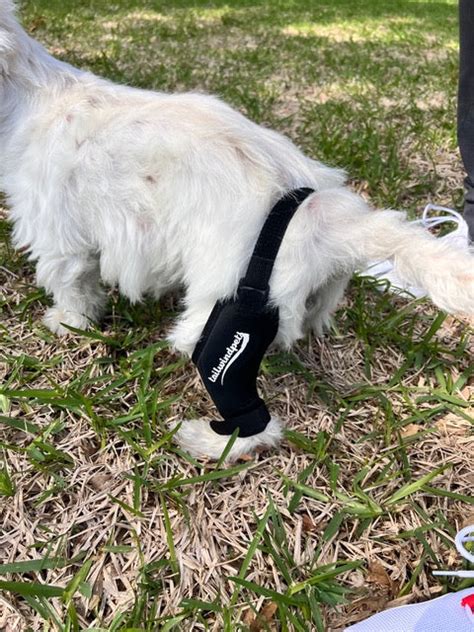 Empower Your Dog's Mobility with a Knee Brace – Tailwindpets