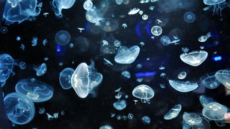 Glowing Jellyfish Wallpapers - Wallpaper Cave