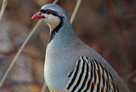 Chukar Partridge Eggs - West Michigan Game Birds