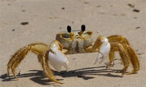 Atlantic Ghost Crab