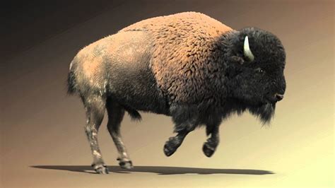 Bison run cycle animation - YouTube