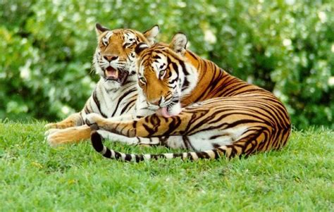 6 famous wildlife sanctuaries in Odisha