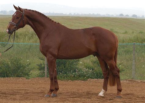 Warcloud - Hanoverian Stallion