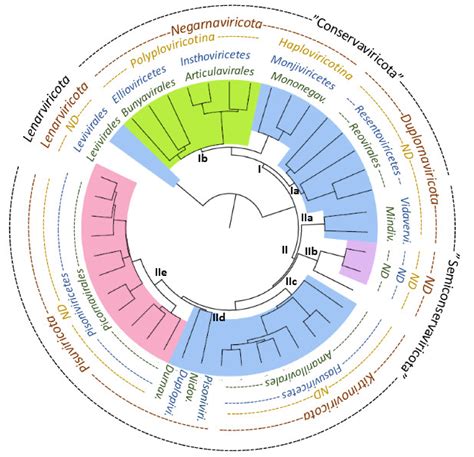 Viruses | Free Full-Text | Structure Unveils Relationships between RNA ...