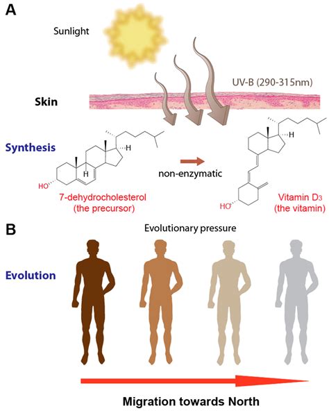 Nutrigenomics of Vitamin D