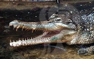 False Gharial facts, pictures, videos and more - Crocodile Facts