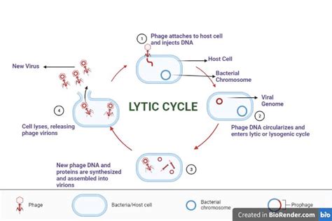 Lytic cycle of bacteriophage (Virus): Introdcution, and Stages - Sciencevivid