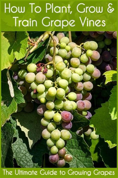 growing grapes in jacksonville florida | Growing grapes, Grapes, Grape vines