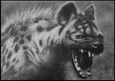 Hyena by FredrikEriksson1 on DeviantArt