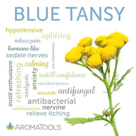 Pin by German Ojeda on Essential oils essential oils in 2020 | Blue ...