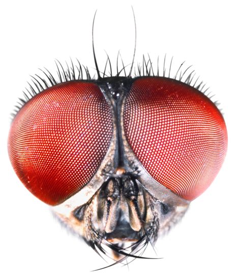 Insect Eyes | Compound Eyes of Insects | DK Find Out