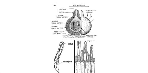 Ascocarp Labeled