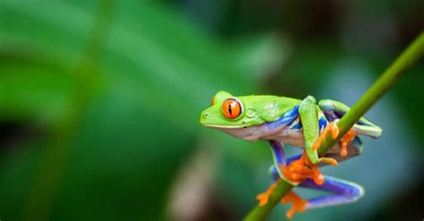 These 14 Animals Have the Largest Eyes in the World - IMP WORLD