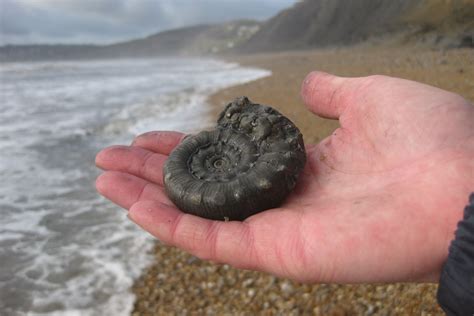 If you want to go fossil hunting on the Jurassic Coast it is important you are a responsible ...