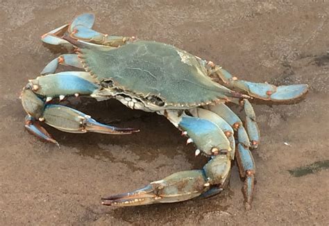 Blue crab discovered a long way from home – Campus News – UW-La Crosse