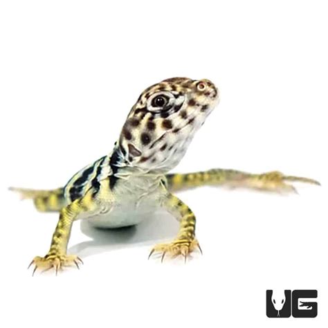 Baby Eastern Collared Lizards For Sale - Underground Reptiles