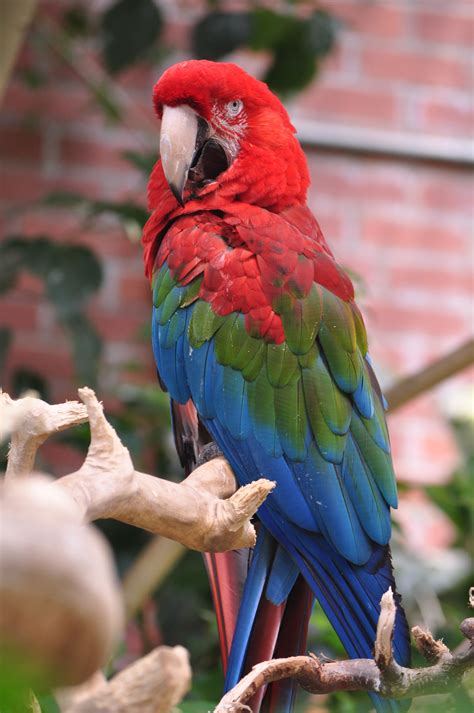 Green winged macaw Macaw, Woodlands, South America, Habitats, Parrot, Wings, Bird, Green, Animals