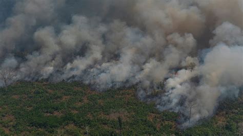 What Caused the Amazon Rainforest Fires?