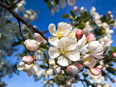 Apple Tree, 'Red Delicious' - De Groot, Inc. - Perennials, Daylilies ...