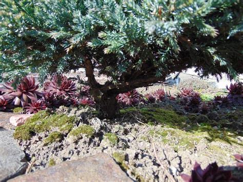 Detailed Juniper Pruning Guide – World of Garden Plants