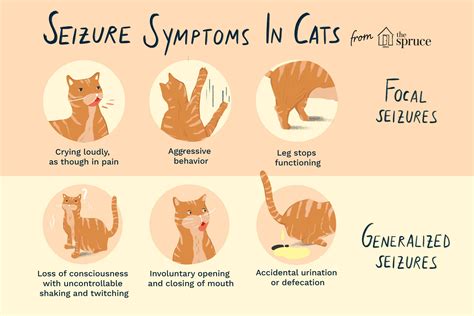 Seizures in Cats: Symptoms, Causes, and Treatment