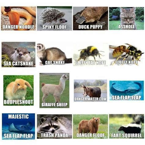 38 best Alternate animal names images on Pinterest | Alternative names ...