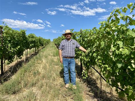 ‘Canary in the coalmine’: Climate change becoming big factor for Idaho winemakers • Idaho ...