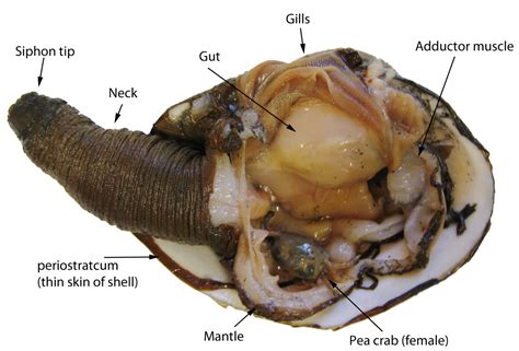 ODFW Cleaning Gaper Clams