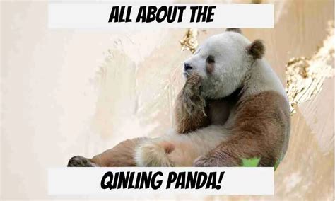 All About the Qinling Panda