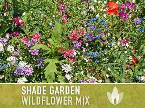 Shade Garden Wildflower Seed Mix Seed Packets, Heirloom Seeds, Flower Seeds, Non GMO, Open ...