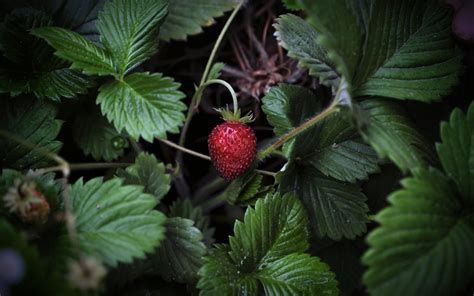 A Guide to Swedish Berries