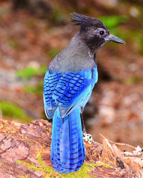 I love the blue of a Stellar Jay in the sun. Feather Art, Bird Feathers ...