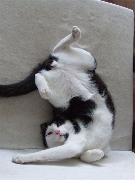 Ideen fur Cat Funny Poses - Yoga x Poses