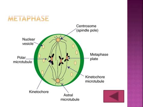 PPT Mitosis PowerPoint Presentation ID 3062843 16192 | Hot Sex Picture