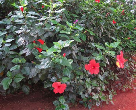 Hibiscus Shrub Free Stock Photo - Public Domain Pictures