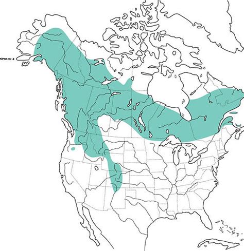 Boreal Owl I Owl Research Institute