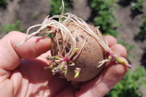 How To Sprout Potatoes Before Planting Them - Grower Today