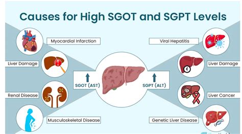 Understanding High SGOT and SGPT Levels: A MEDtalks Discussion | by Medtalks | Medium