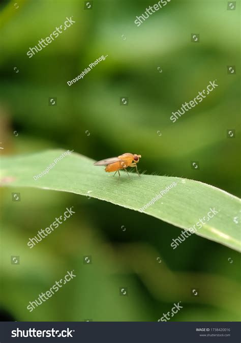 173 Fruit Fly Chromosomes Images, Stock Photos & Vectors | Shutterstock